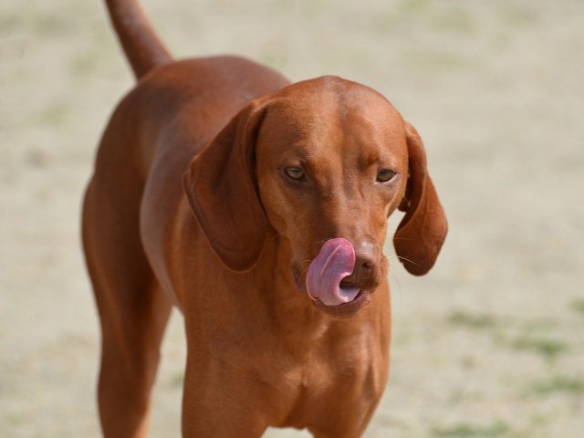 redbone coonhound stuffed animal